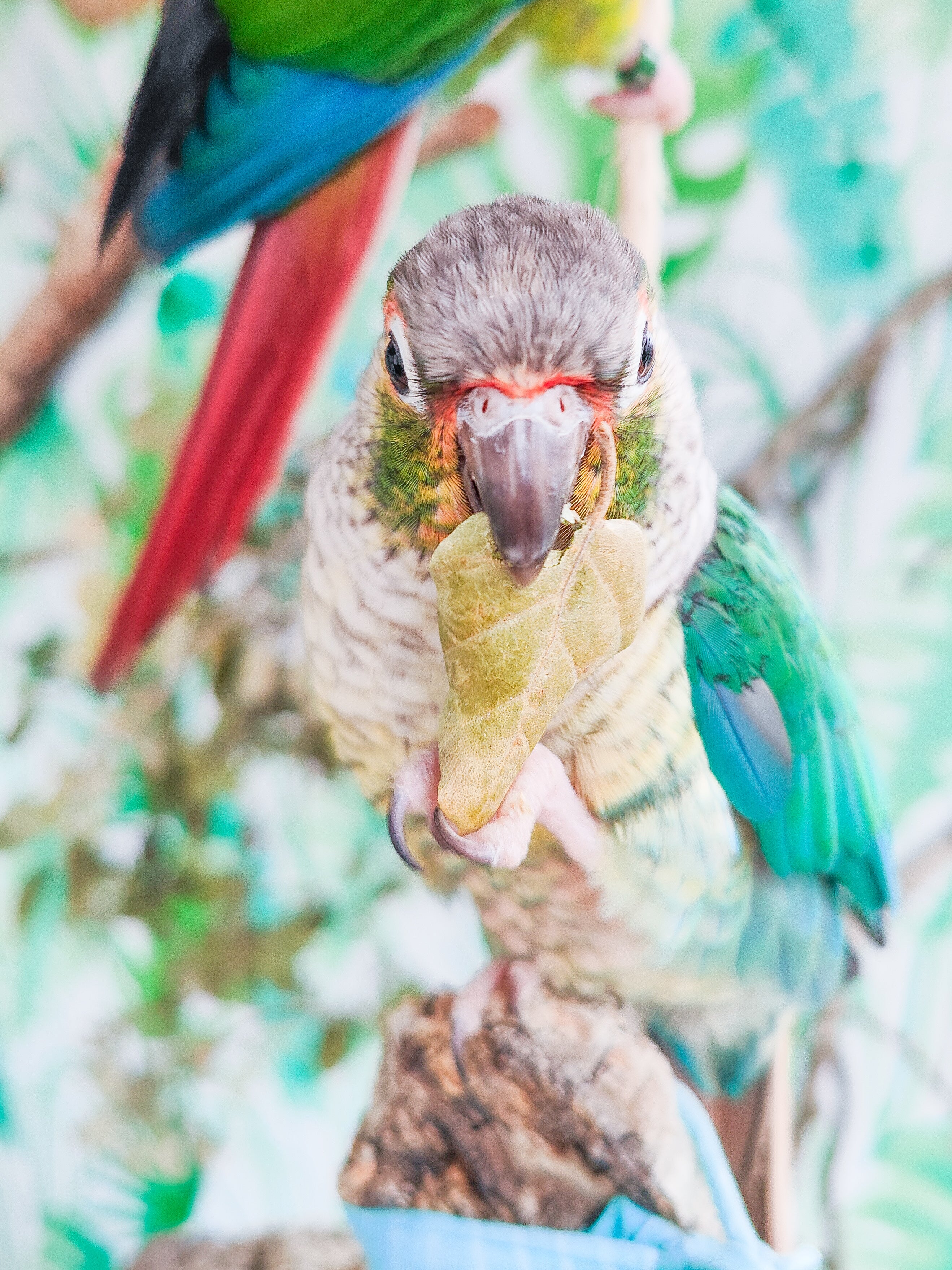 RAMILLETE HOJAS FRESCAS (alcornoque)