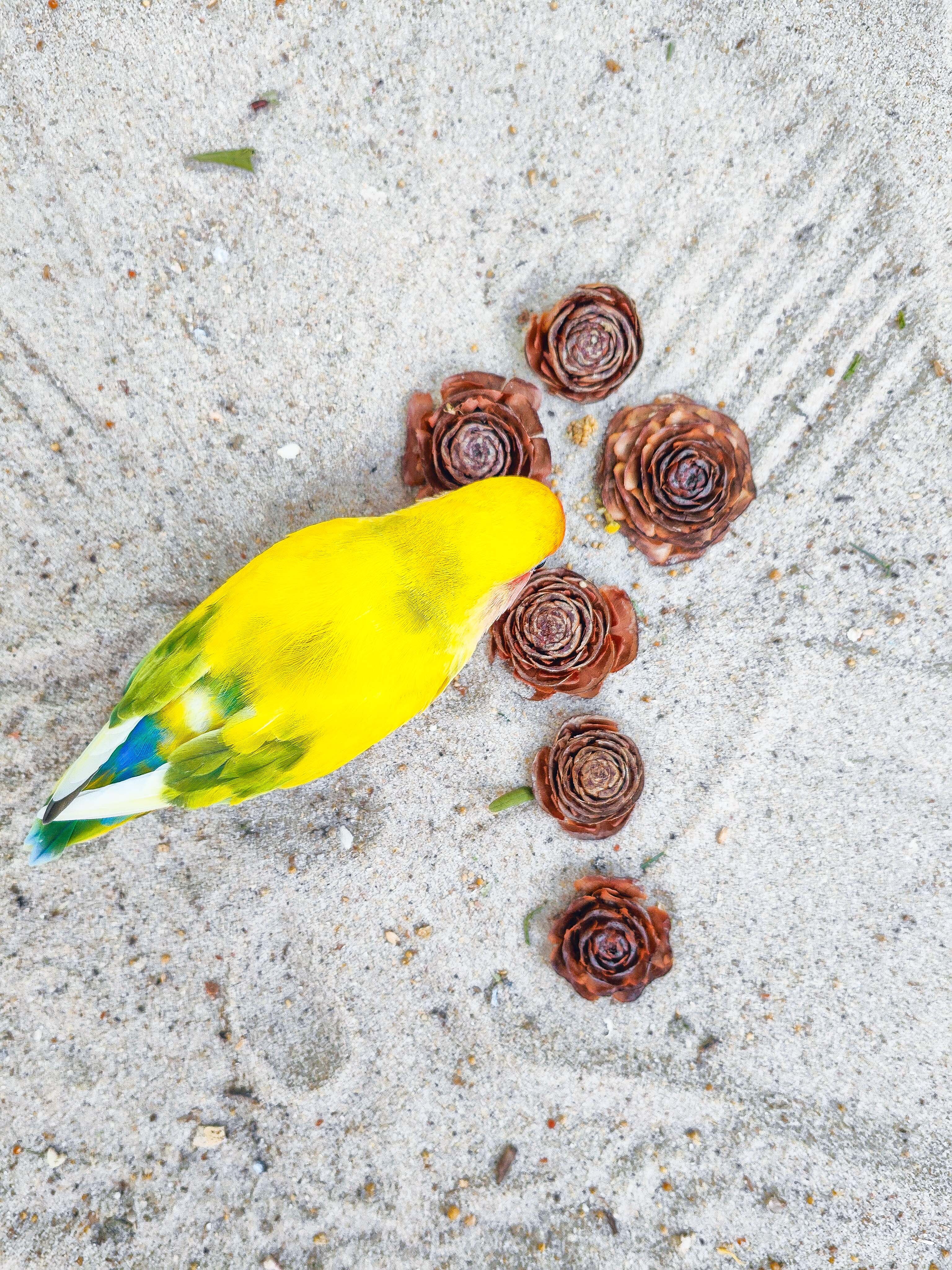 PIÑAS DE ROSA (unidades limitadas)