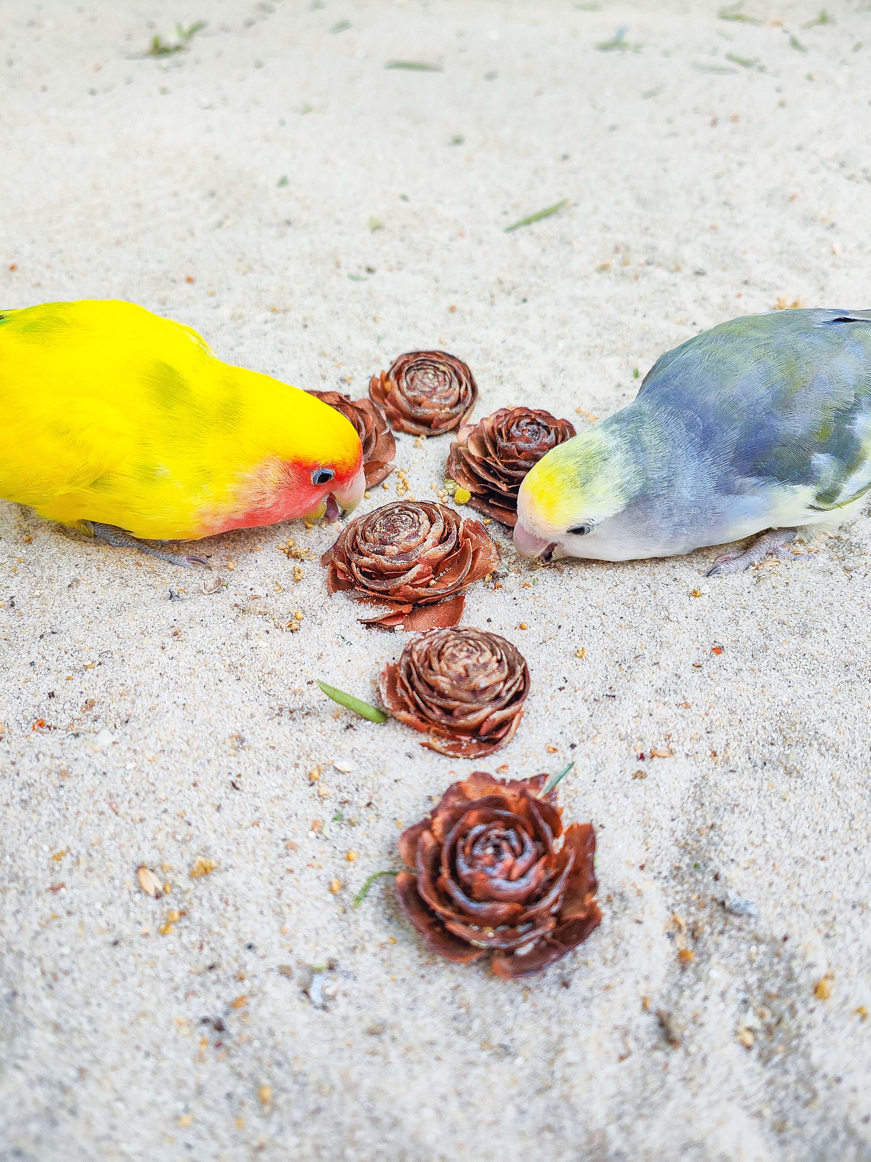 PIÑAS DE ROSA (unidades limitadas)