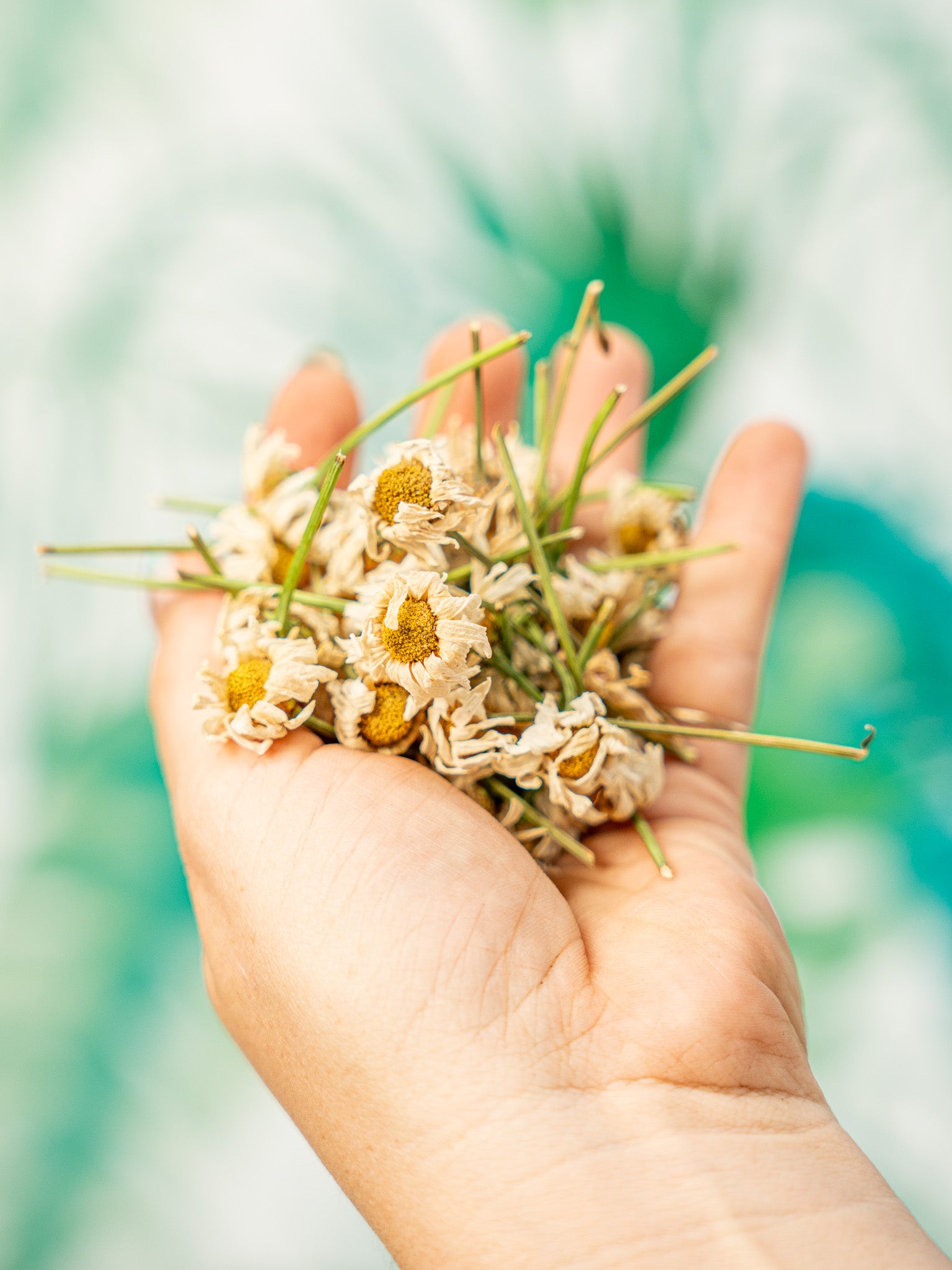 FLORES DE MARGARITA