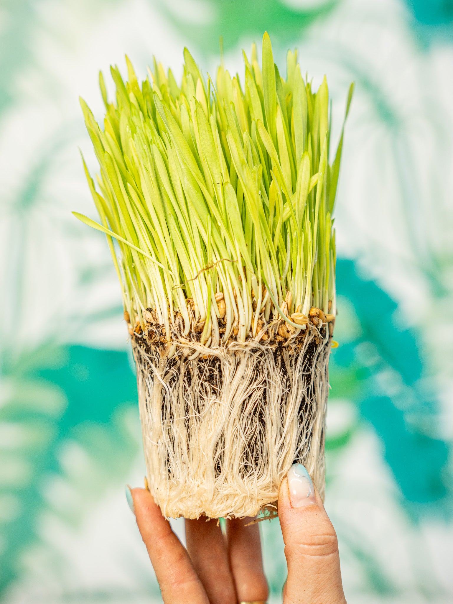 Recambio trigo germinado