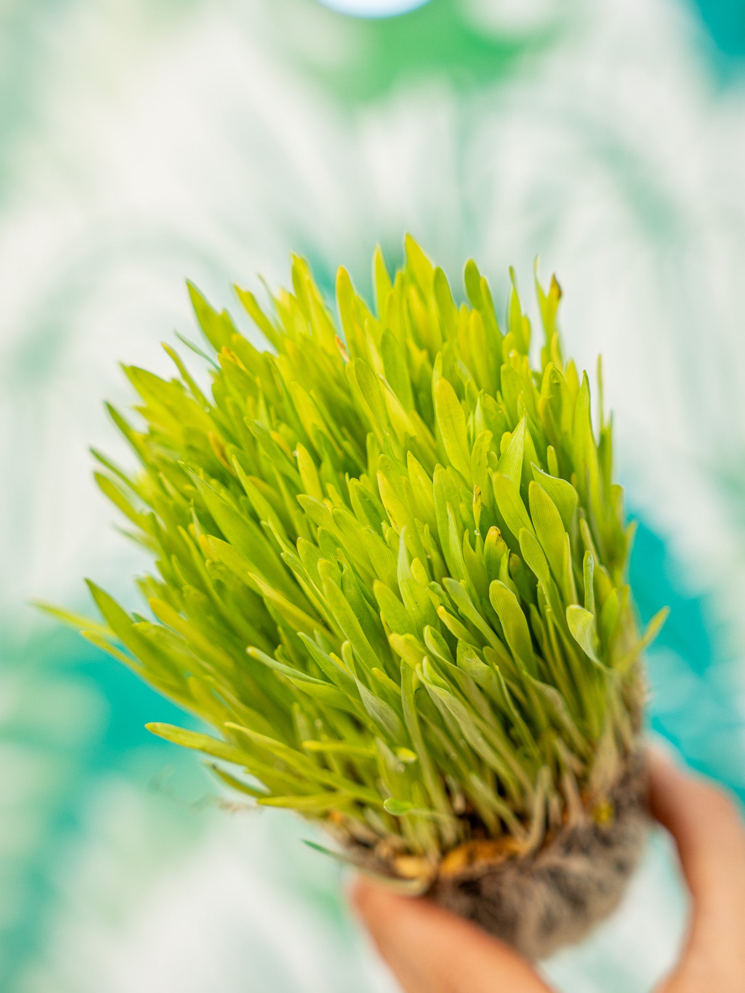 Recambio trigo germinado