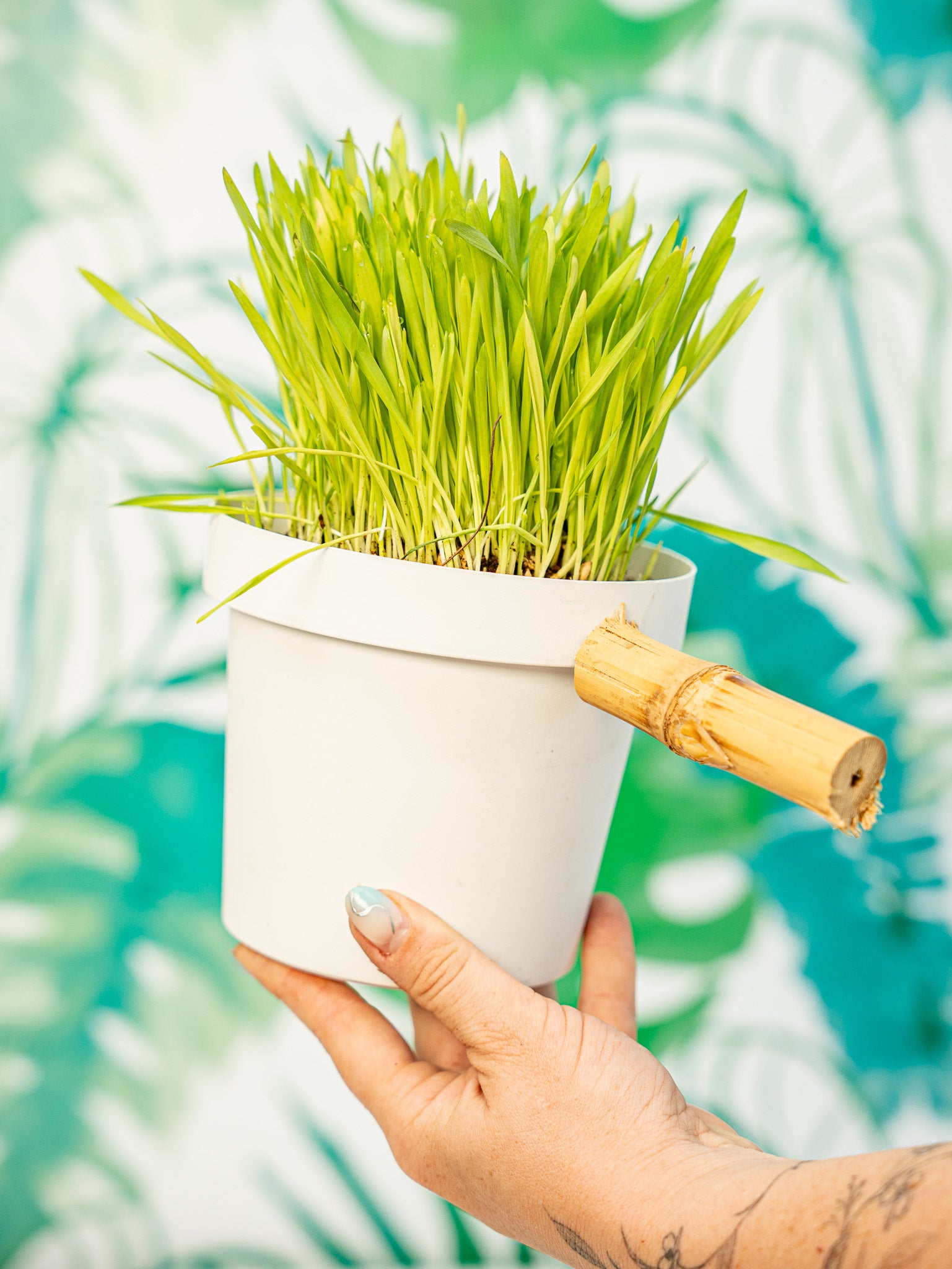 PLANTÍN trigo germinado