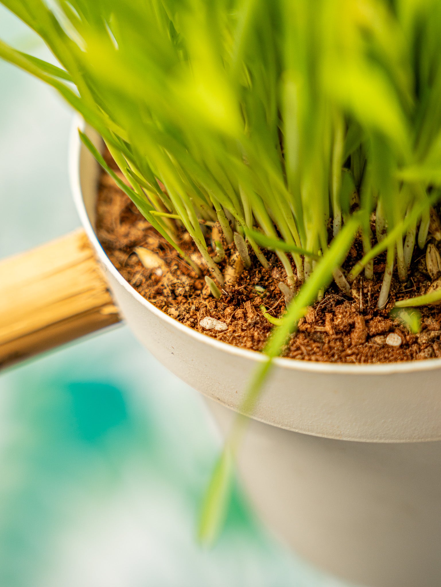 PLANTÍN trigo germinado