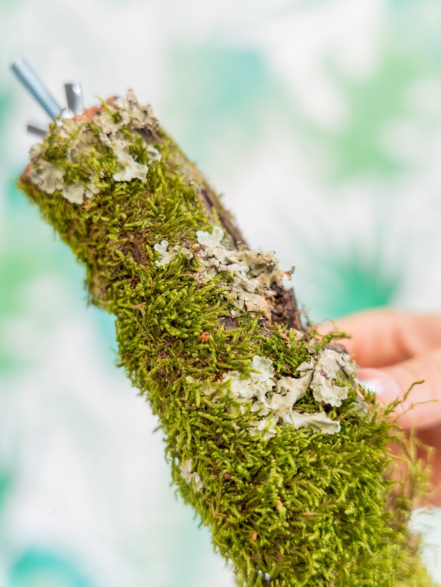 RAMA CON MUSGO 30cm (pieza única)