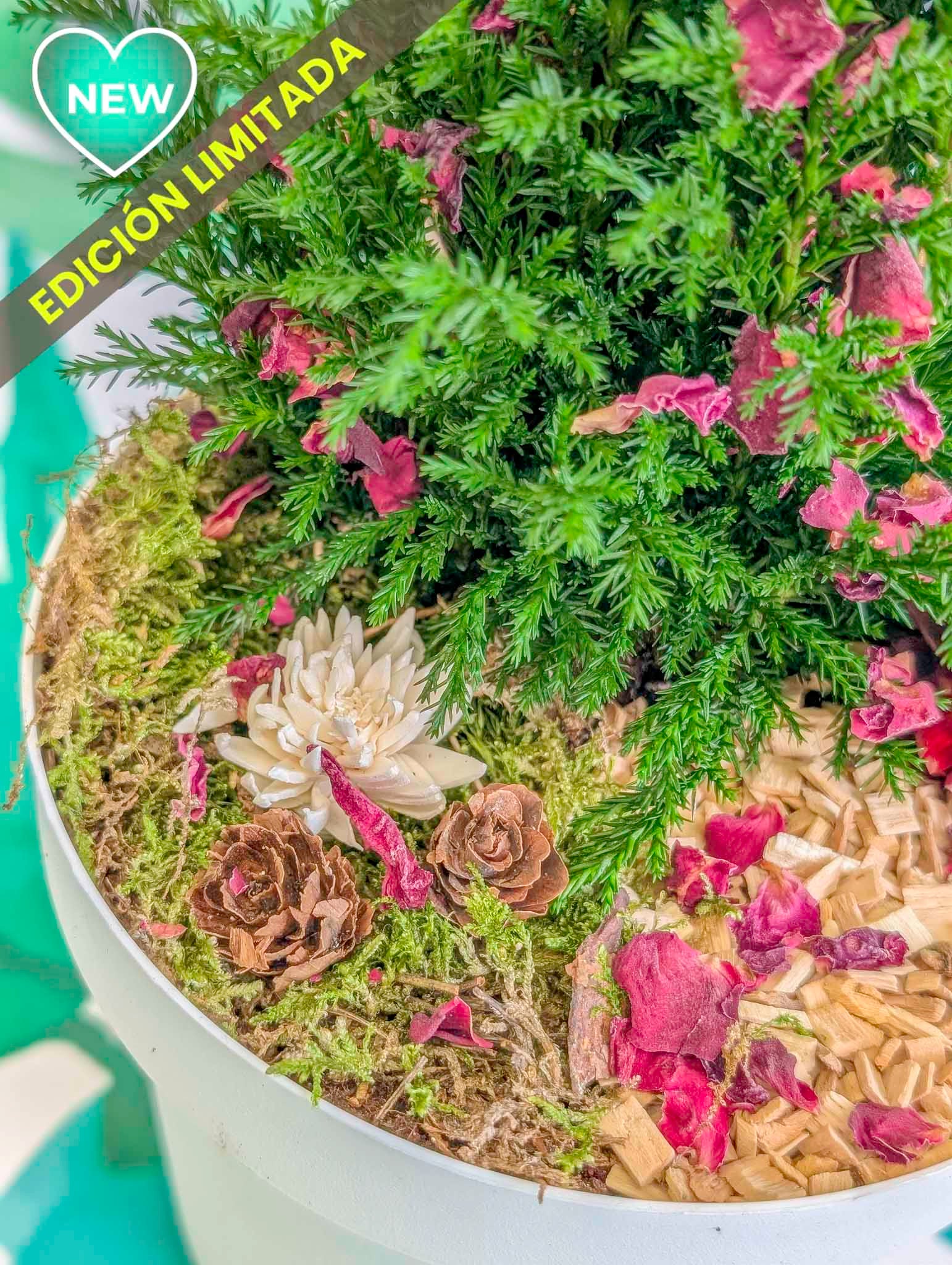 ARBOLITO NAVIDEÑO 2025 (vivo)