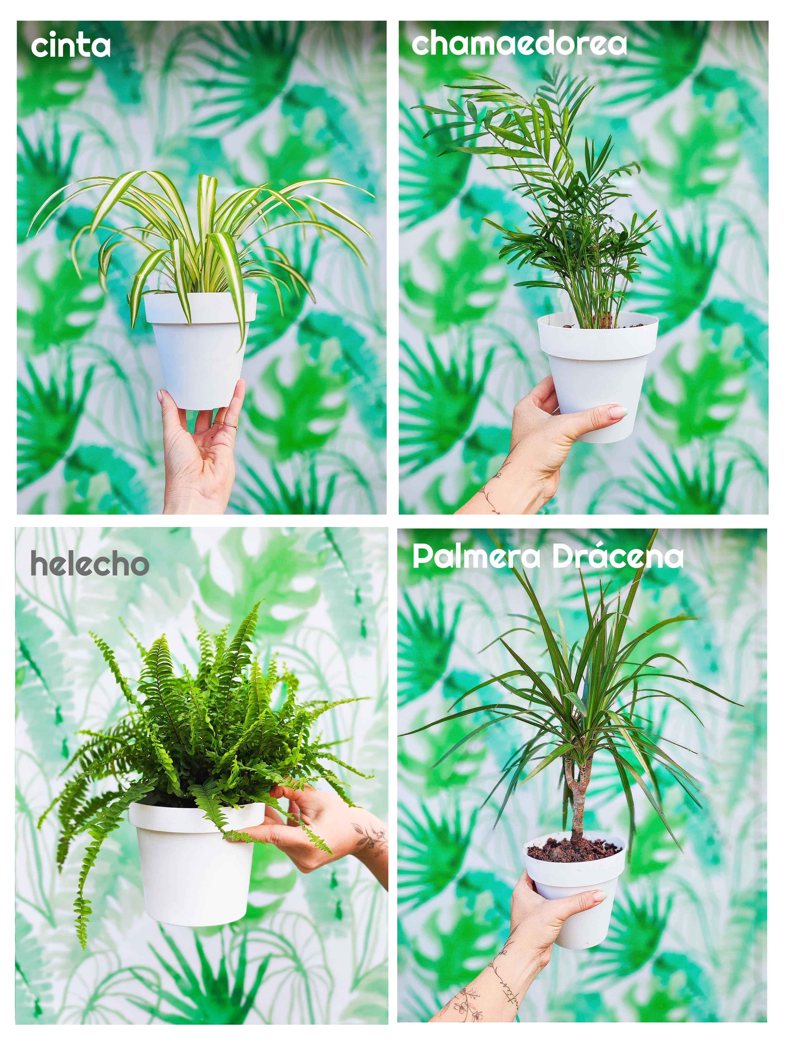 Pack support PLANTIN + plantes